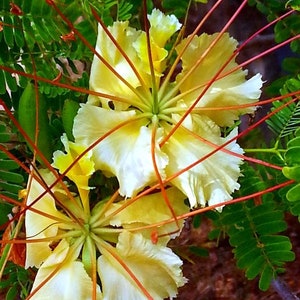 Delonix elata Poinciana elata White Gul Mohur, Creamy Peacock Flower, Yellow Gul Mohur 5 Seeds image 2