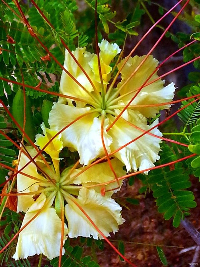 Delonix elata Poinciana elata White Gul Mohur, Creamy Peacock Flower, Yellow Gul Mohur 5 Seeds image 2