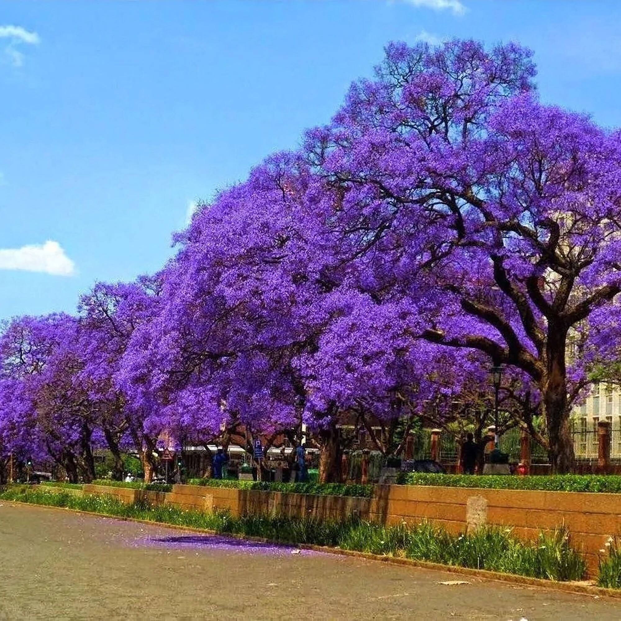 Blue Jacaranda Tree Blue Jacaranda Tree