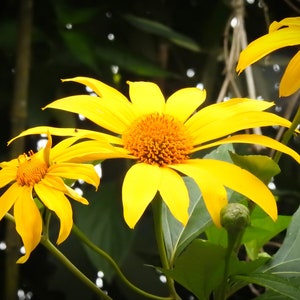 Tithonia diversifolia / Mirasolia diversifolia Japanese Sunflower, Tree Marigold, Mexican Tournesol, Mexican Sunflower 400 Seeds image 6