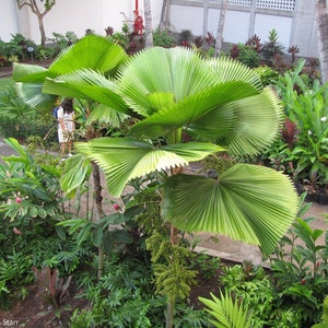 Licuala grandis Ruffled Fan Palm thailand Vanuatu Fan Palm, Palas Palm image 5