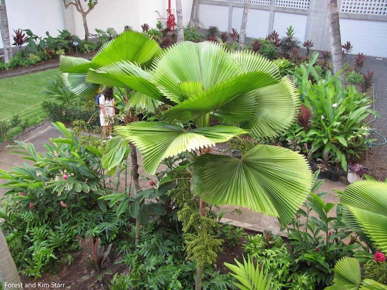 Licuala grandis Ruffled Fan Palm thailand Vanuatu Fan Palm, Palas Palm image 5