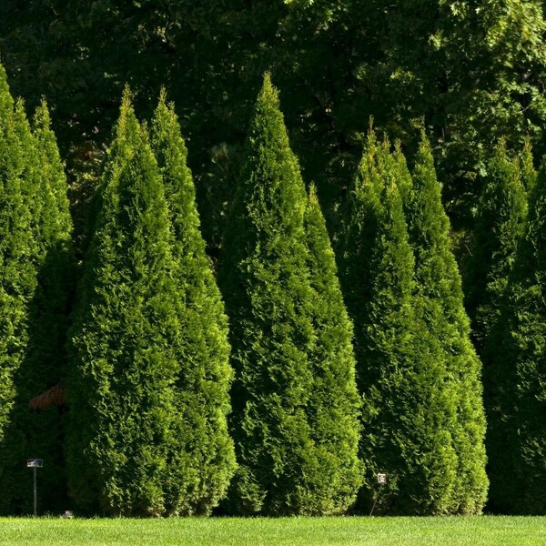 Thuja Occidentalis - THUJA TREE Seeds tree garden hedgerow - 50 SEEDS