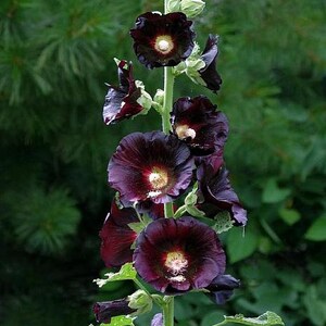 Alcea rosea nigra Black Hollyhock 50 seeds image 4