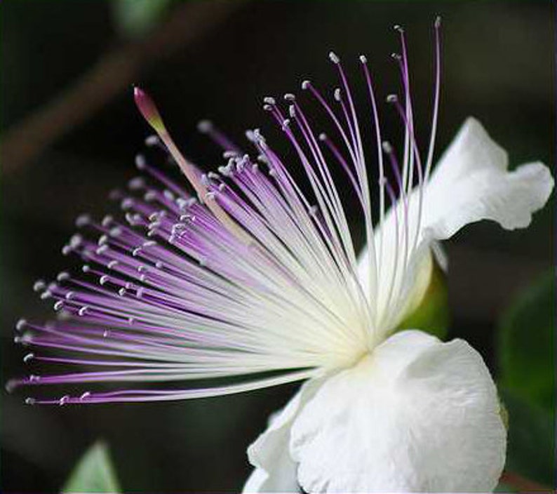 Caper Bush Capparis Spinosa 20 Seeds Perennial Herb image 2