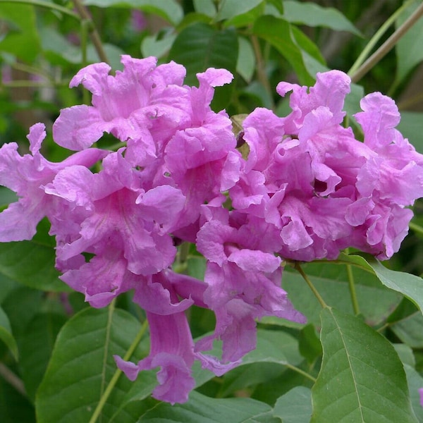 Tabebuia rosea - Lapacho Guayacan Pink - Trumpet tree - 20 Seeds