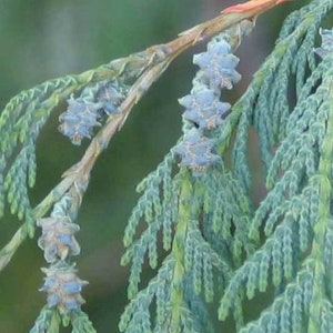 30 Cupressus Cashmeriana seeds Kashmir cypress, butan cypress, cupressus blue cascade image 3