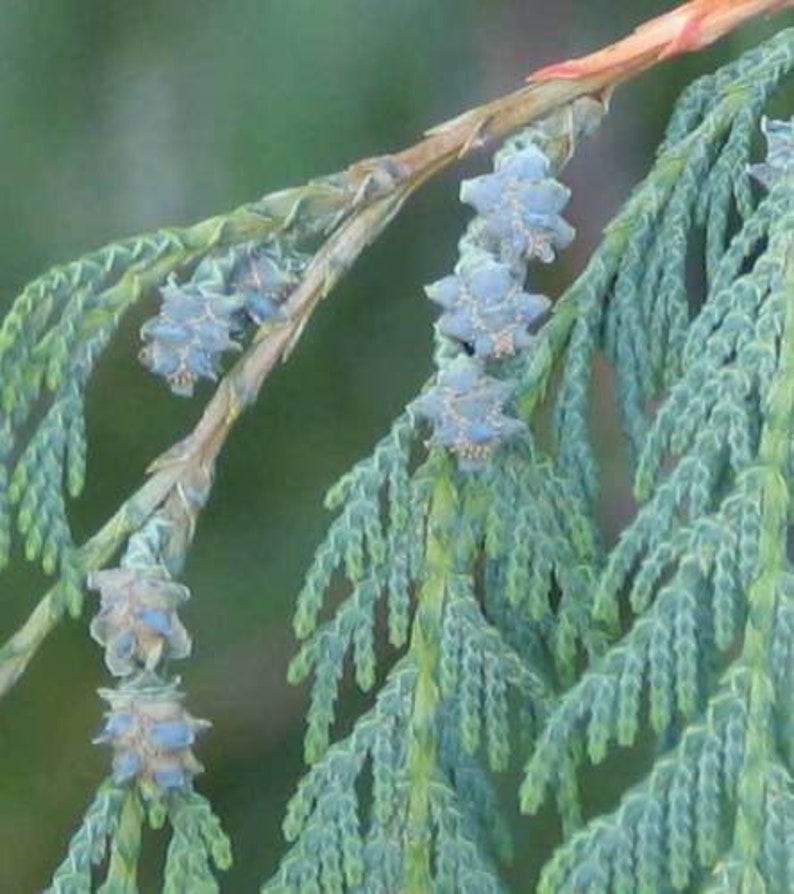 30 Cupressus Cashmeriana seeds Kashmir cypress, butan cypress, cupressus blue cascade image 3
