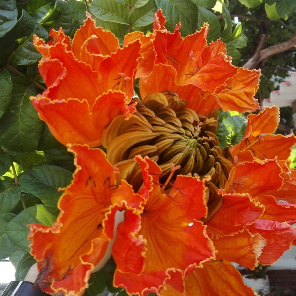 Spathodea campanulata - nilotica - Afrikaanse tulpenboom, Vlamboom - 50 Zaden