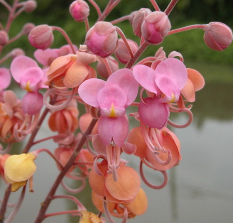 Cassia grandis Pink Shower Tree 10 Seeds image 8