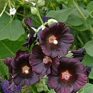 Alcea rosea nigra Black Hollyhock 50 seeds image 3