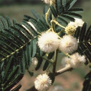 Acacia sieberiana Paperbark Thorn 10 Seeds image 4