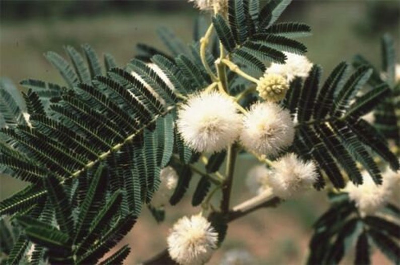 Acacia sieberiana Paperbark Thorn 10 Seeds image 4