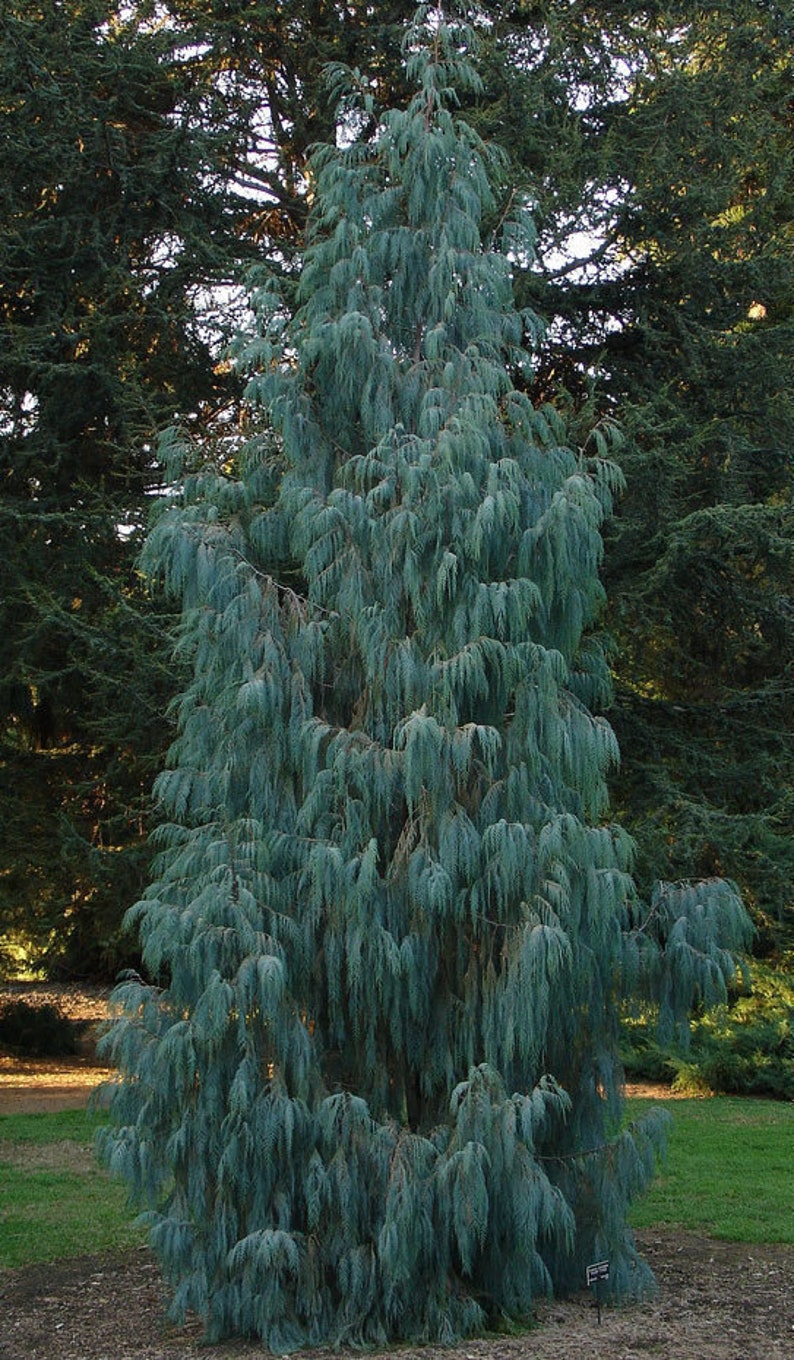 30 Cupressus Cashmeriana seeds Kashmir cypress, butan cypress, cupressus blue cascade image 6