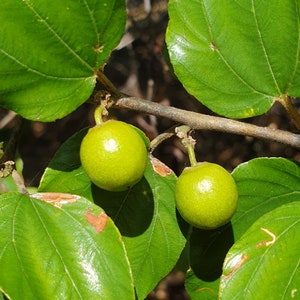 Ziziphus mauritiana Indian jujube, Chinese Apple, Chinese Date 10 seeds image 2