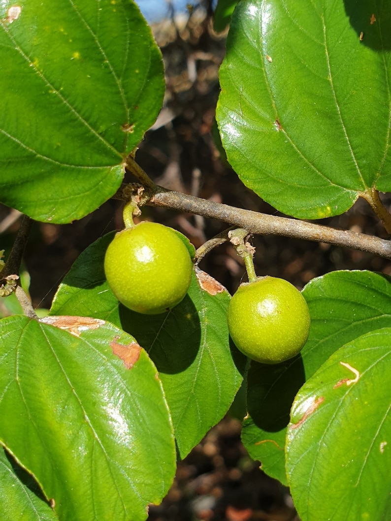 Ziziphus mauritiana Indian jujube, Chinese Apple, Chinese Date 10 seeds image 2