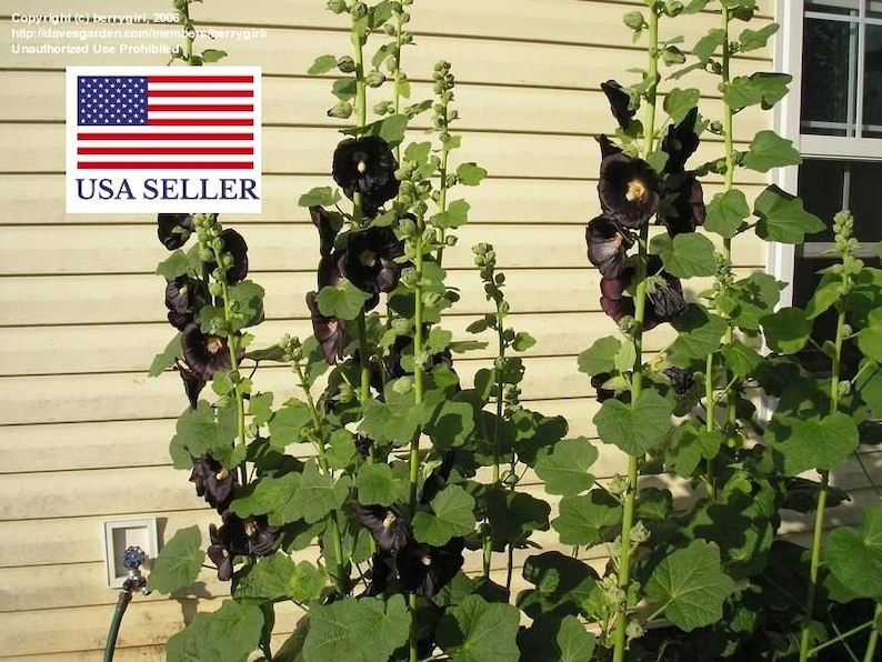 Alcea rosea nigra Black Hollyhock 50 seeds image 1