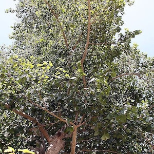 Haldina Cordifolia Seeds - Adina Cordifolia - Haldu Tree - 100 Seeds - Etsy