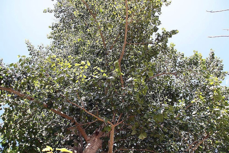 Haldina Cordifolia Seeds Adina Cordifolia Haldu Tree 100 - Etsy