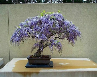 Tree Wisteria - Bolusanthus Speciosus - 10 Bonsai Seeds