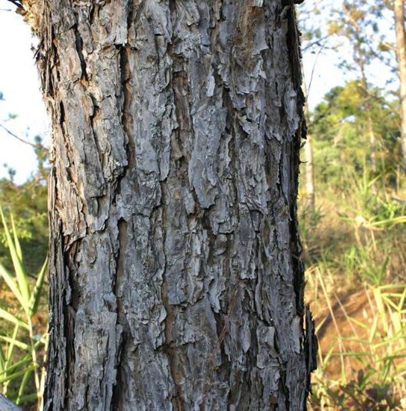 Pinus Kesiya Pinus insularis, Pine Cones, Pinus khasia, khasyana 20 Seeds image 3