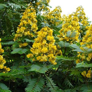 Senna Siamea 20 Seeds, Cassia siamea, Thailand Flowering Shower Tree USA image 3