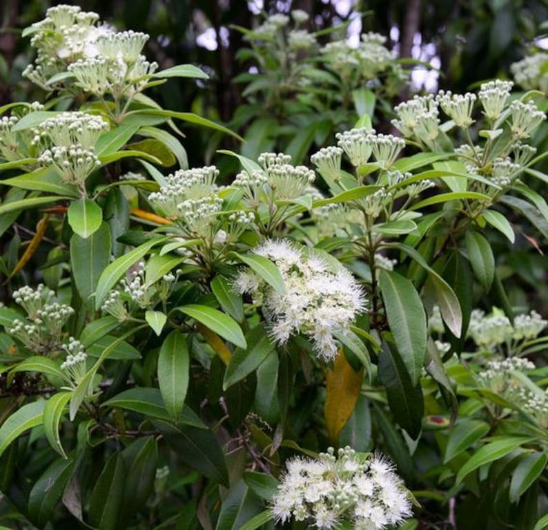 Backhousia citriodora 20 Seeds Lemon myrtle seeds native flowering shrub 20 Seeds image 8