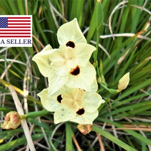 10 Dietes Bicolor Seeds - YELLOW AFRICAN IRIS Fortnight Lily Butterfly Flag Flower Seeds