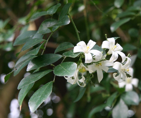 Murraya Paniculata Jasmijn Extreem Geurende Bloemen - België