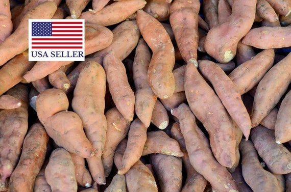 Dioscorea Hamiltonii In September 2023 By Hlchan - Foto 12