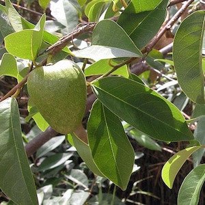 Annona Reticulata Custard Apple Chirimoya Corazón 10 SEEDS For Planting Wild Sweetsop, Soursop and Bullock's Heart image 9