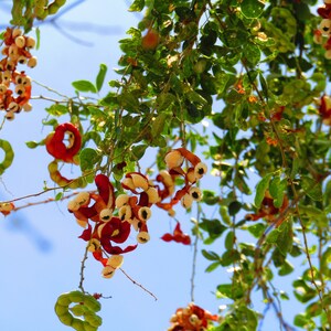 Pithecellobium dulce Madras Thorn Manilla Tamarind 10 Seeds image 2