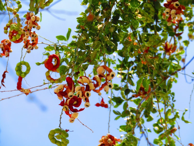 Pithecellobium dulce Madras Thorn Manilla Tamarind 10 Seeds image 2