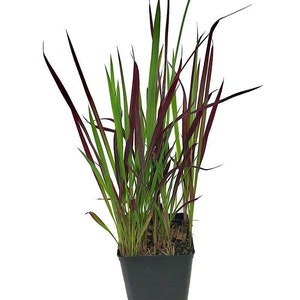 Imperata Cylindrica Rubra red baron 100 Seeds Japanese Blood Grass image 6