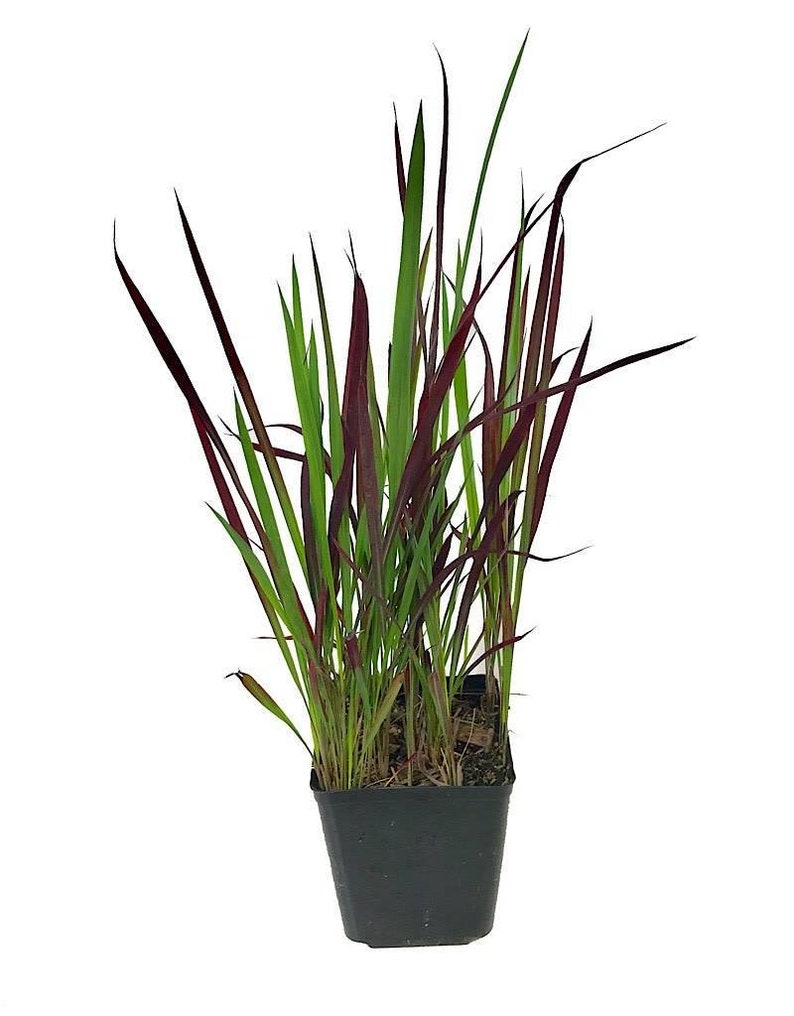 Imperata Cylindrica Rubra red baron 100 Seeds Japanese Blood Grass image 6