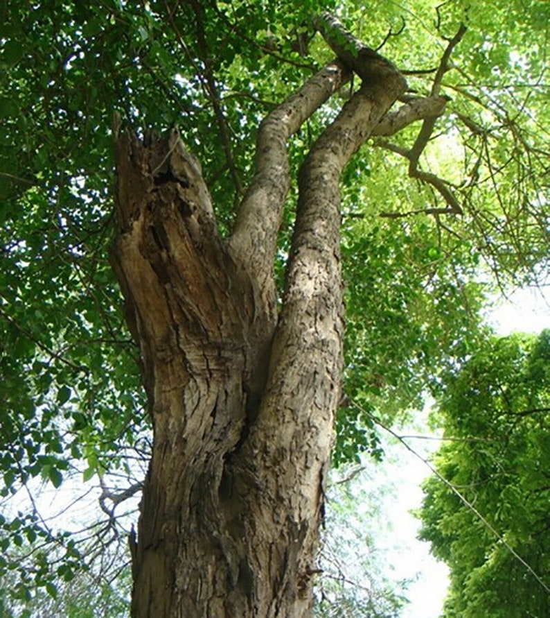Dalbergia latifolia, black rosewood, blackwood, Bombay black wood tree 20 Seeds image 3