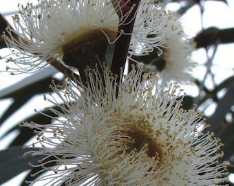 Eucalyptus Globulus ssp Globulus 50 seeds, Tasmanian Blue Gum Tree