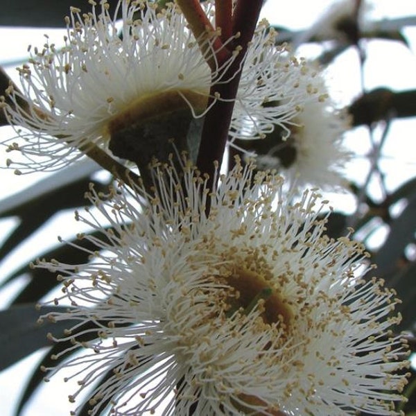 Eucalyptus Globulus ssp Globulus 50 seeds, Tasmanian Blue Gum Tree