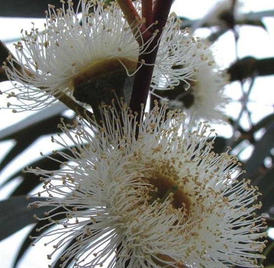 Eucalyptus - Gommier bleu - Vente en ligne de plants de Eucalyptus -  Gommier bleu pas cher