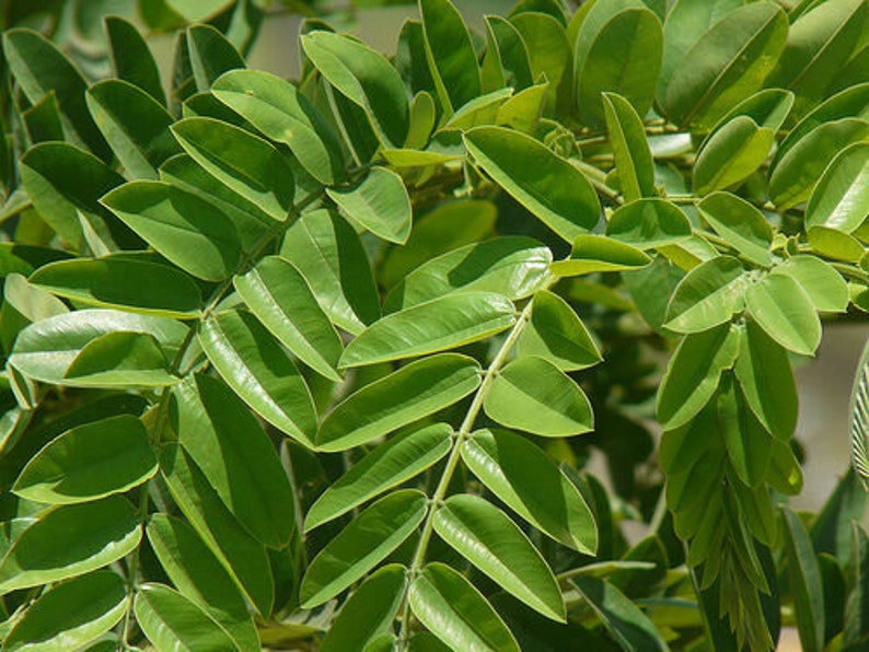 Cassia grandis Pink Shower Tree 10 Seeds image 4