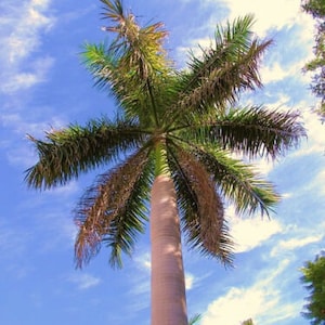 Roystonea Regia CUBAN ROYAL PALM tall tree ornamental palms plant seed 15 seeds