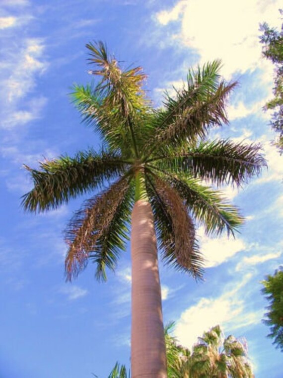 Roystonea Regia CUBAN ROYAL PALM Tall Tree Ornamental Palms Etsy
