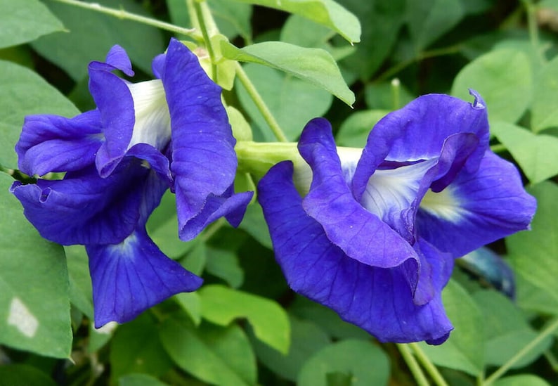 Clitoria ternatea blue double Butterfly pea, blue fairy, blue queen 10 Seeds image 8