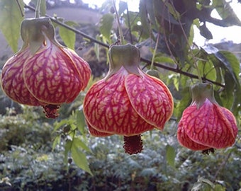 Cardiospermum halicacabum seeds - Love-in-a-puff - Balloon Vine - 10 seeds