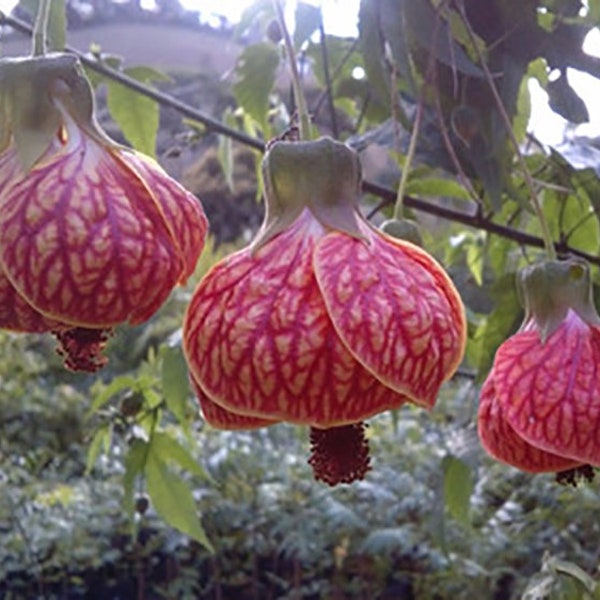 Semillas de Cardiospermum halicacabum - Love-in-a-puff - Balloon Vine - 10 semillas