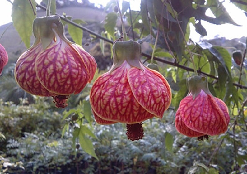 Cardiospermum halicacabum seeds Love-in-a-puff Balloon Vine 10 seeds image 1