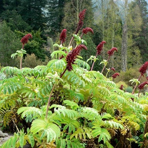 Melianthus major, Giant honey flower bush, Honeyflower, tropical look - 5 Seeds Active Restock requests: 0