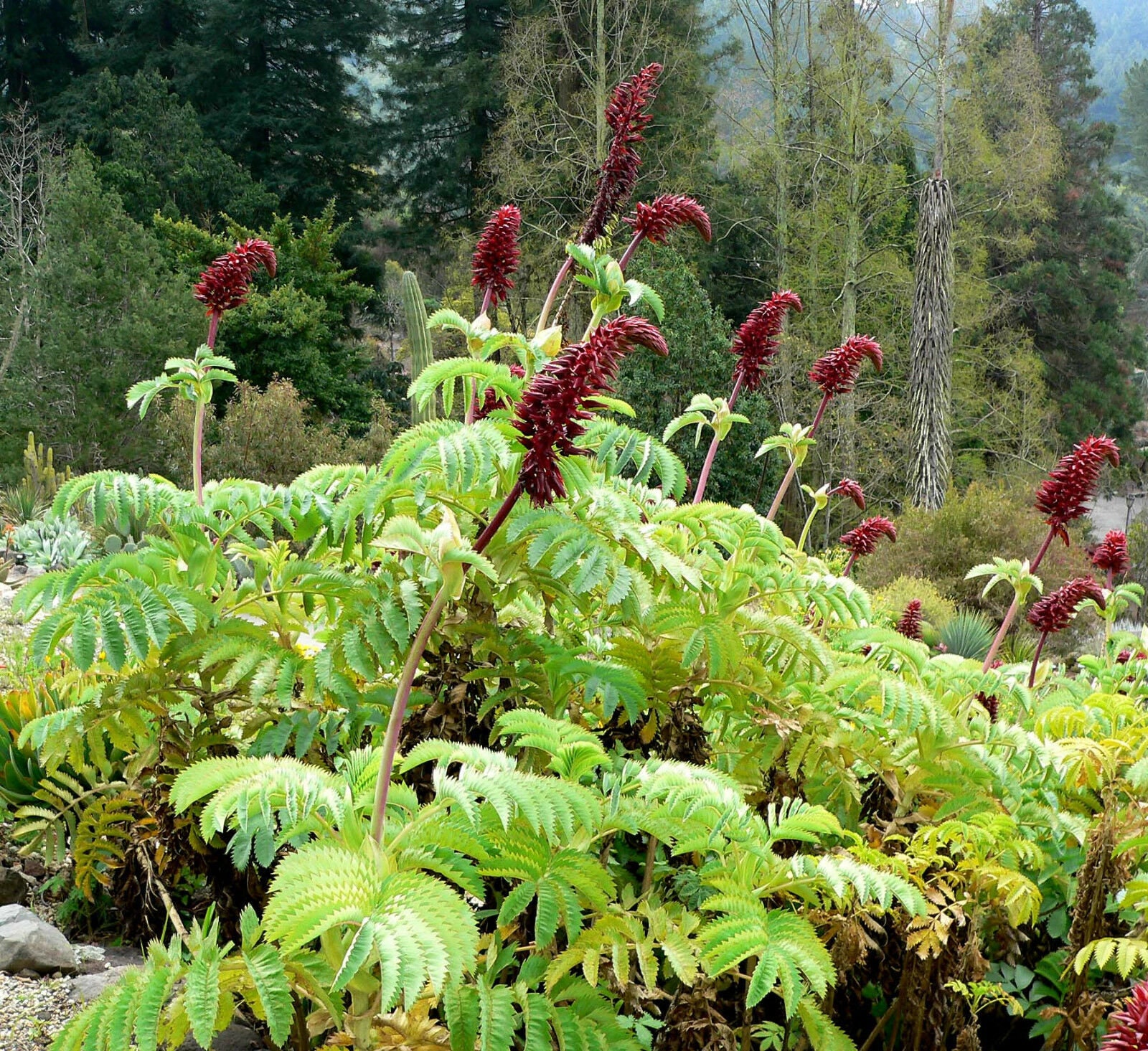 Melianthus major, Giant honey flower bush, Honeyflower, tropical look - 5 Seeds Active Restock requests: 0