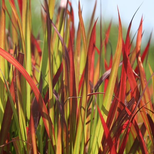 Imperata Cylindrica Rubra (roter Baron) 100 Samen - Japanisches Blutgras