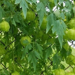 Cardiospermum halicacabum seeds Love-in-a-puff Balloon Vine 10 seeds image 7